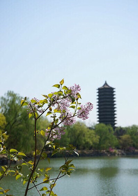 花的世界】北京。聚焦的花,失焦的塔。-大杭州旅游-杭州19楼