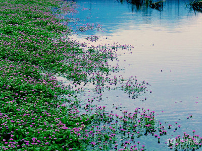蓼子花的海洋-杭州旅游攻略-大杭州旅游-杭州19楼