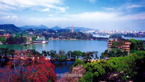 天容水色西湖好 一县一品公益助农,浙江杭州西湖特产龙井茶