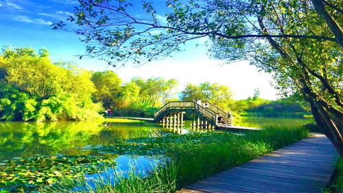 江苏泰州唯一的5A级景区 溱湖国家湿地公园，探访动物天堂的奇妙之旅